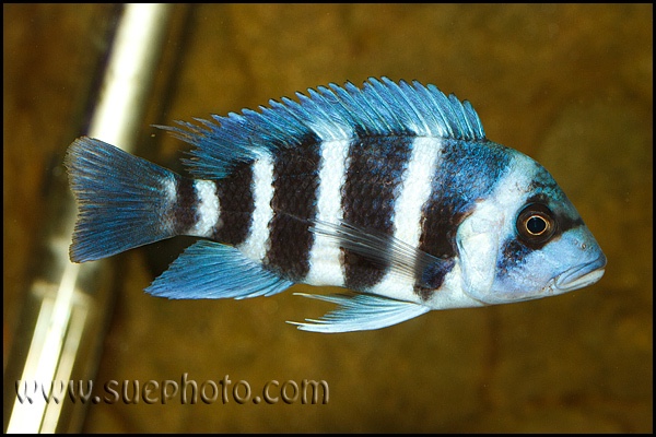 Cyphotilapia gibberosa 'Kakwele'